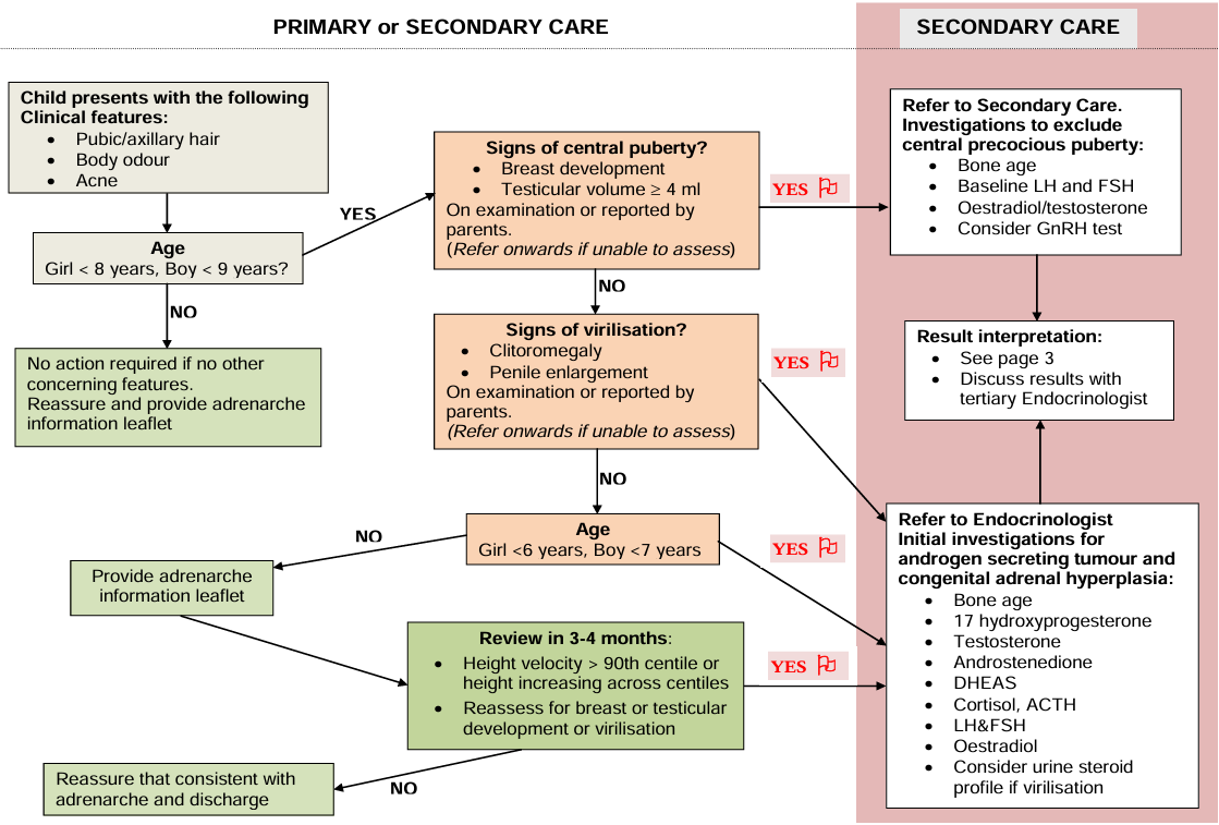 SPEG premature adrenarche referral flow diagram